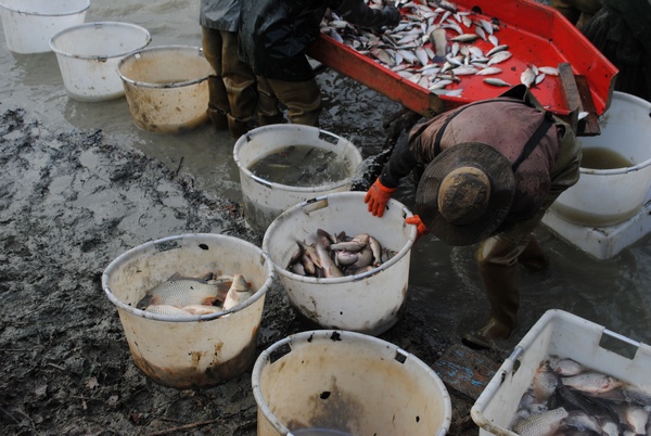 managing a carp lake jonchery