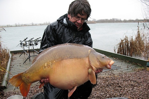 An english 30lb mirror carp