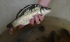 mirror carp 