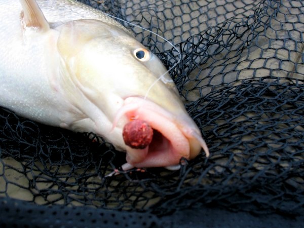 Barbel Fishing thoughts and tips