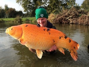 large koi carp