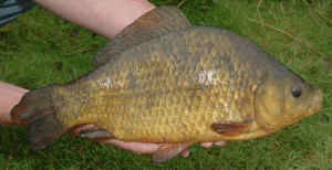 crucian carp