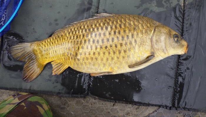 ghost carp