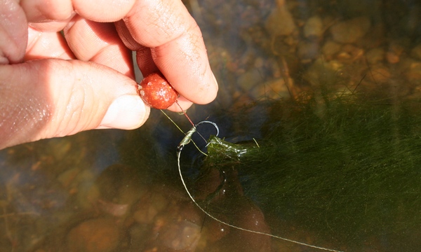 Carp Fishing Tips Silkweed