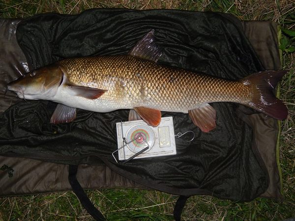 river fishing blog barbel