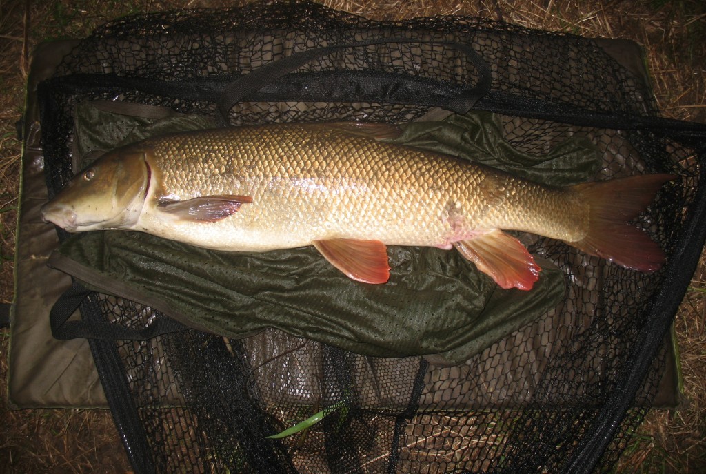 Barbel fishing on the river in England