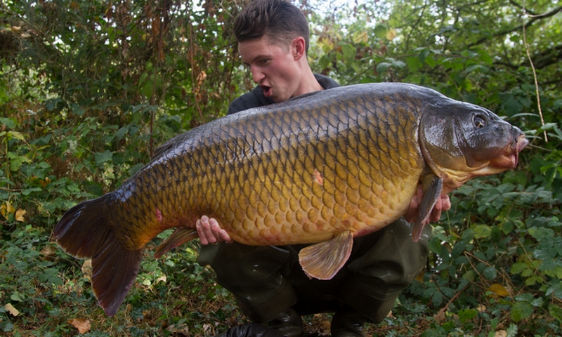 Old Oaks Huge 62lb Common Carp