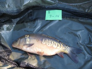 Stocked in January 2011 at 3lb 6oz