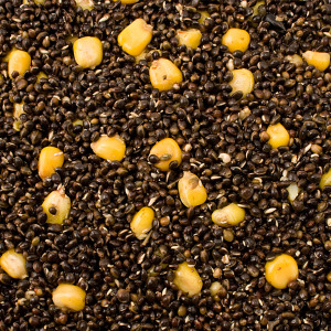 best types of bait to use for carp fishing