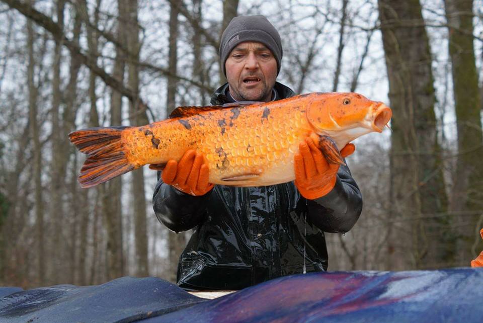 brocard small carp lake in france