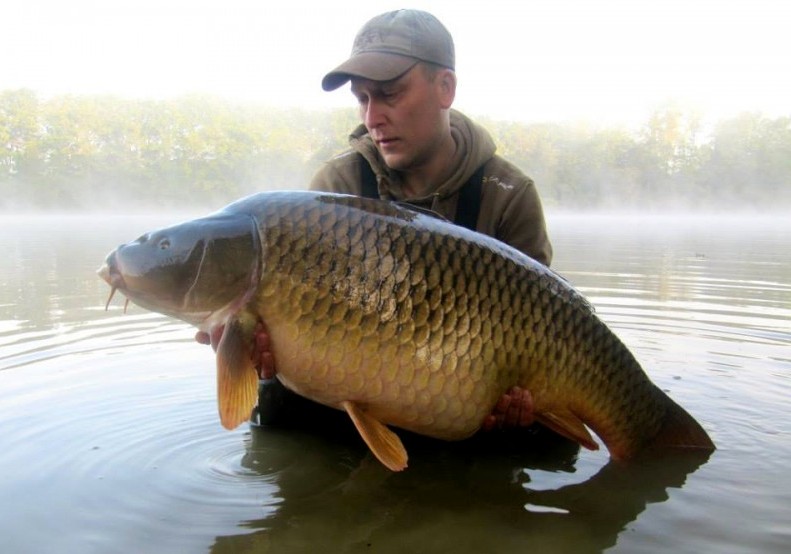 big common carp at Brie lake in france