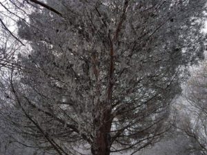 carp fishing in winter