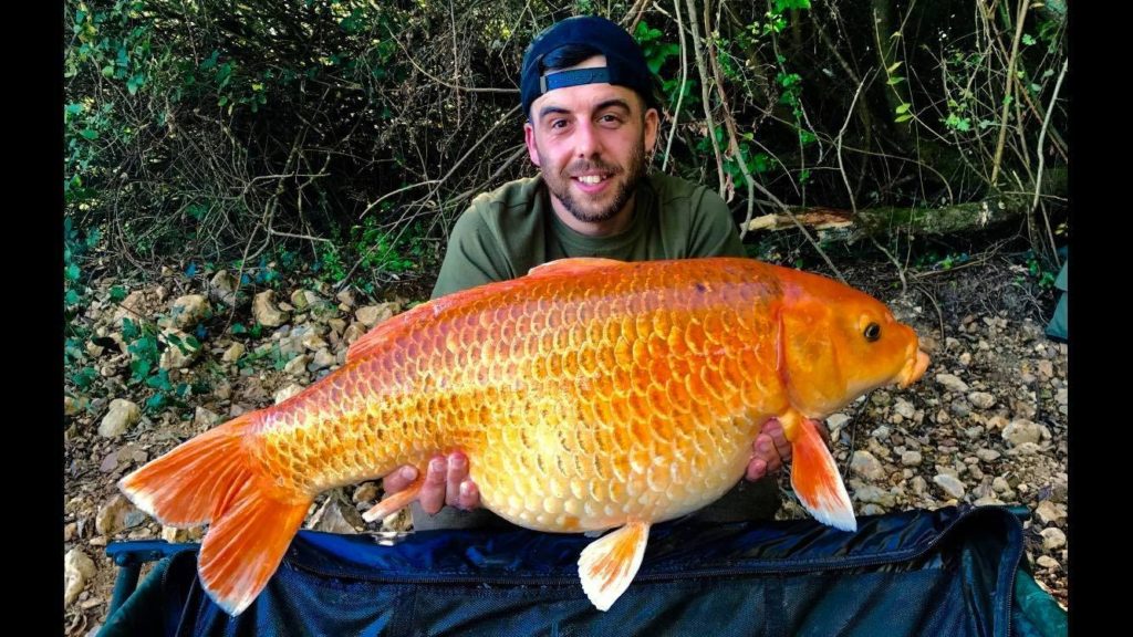 big koi carp in France 