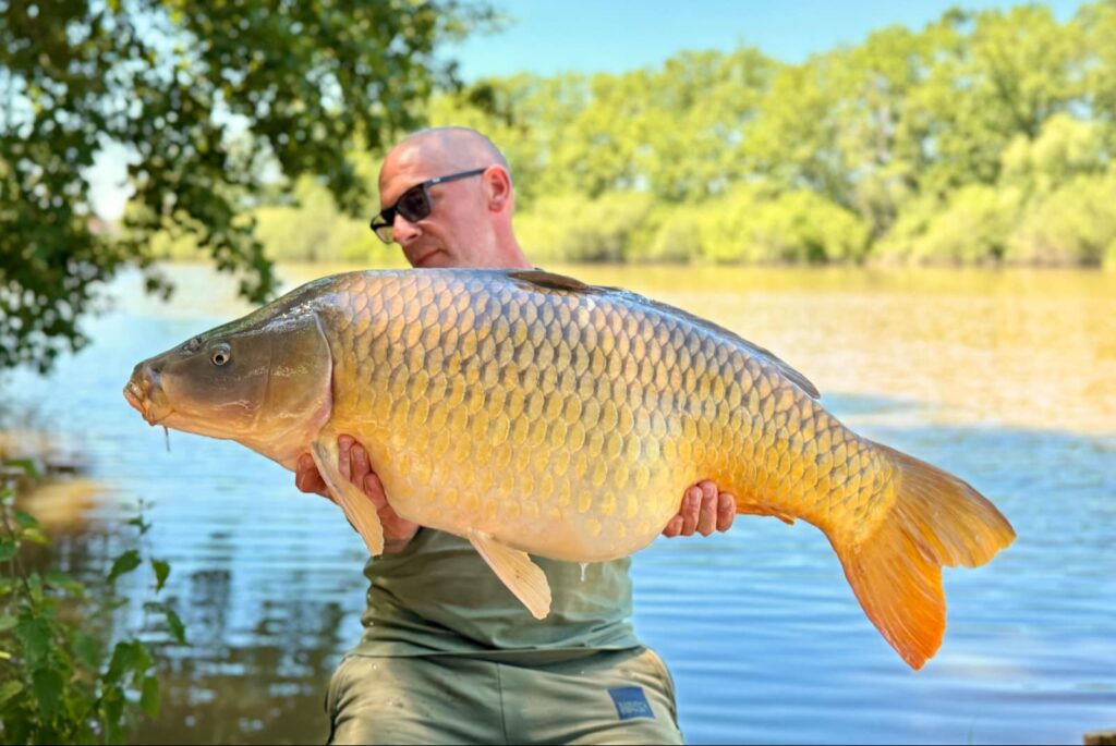 A Brie carp, exclusive carp fishing in France