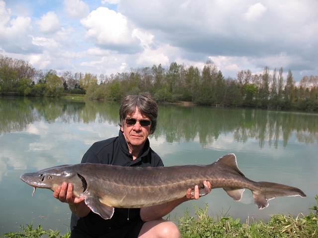 One of the 4 sturgeon in Blue Lake