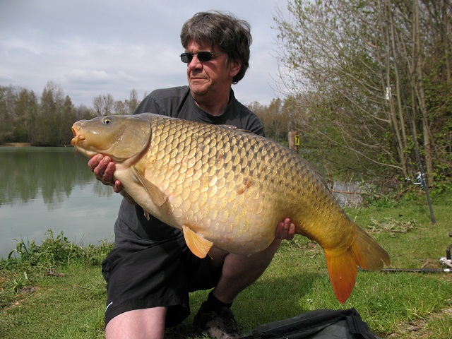 Stunning mid thirty common carp