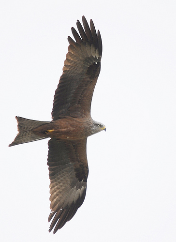 Carp fishing in France at Boux