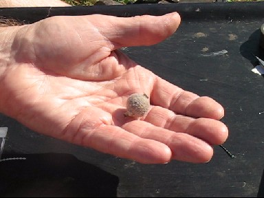 Combating crayfish on a carp lake