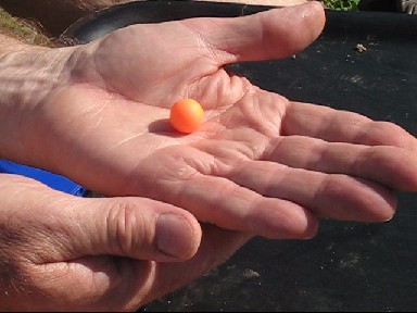 Combating crayfish on a carp lake