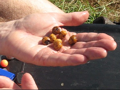 Combating crayfish on a carp lake