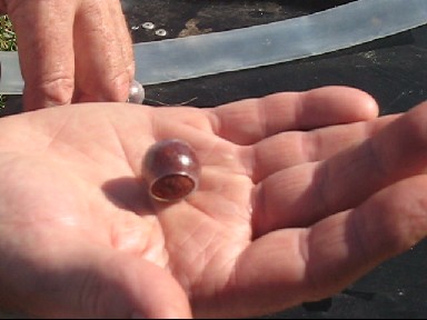 Combating crayfish on a carp lake