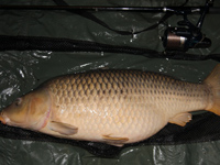 Carp fishing France