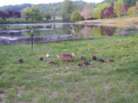 carp angling holiday