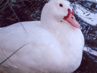 carp fishing holiday france