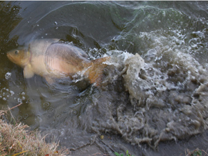 french big fish water