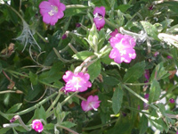 carp angling holiday