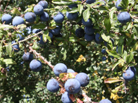 carp angling holiday