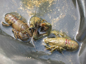 big carp fishing france