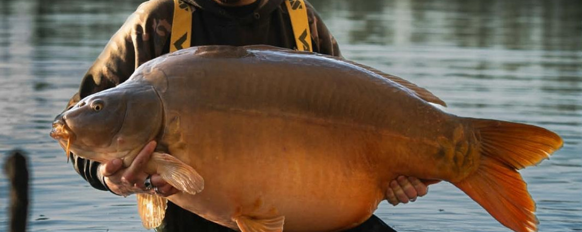 Fish photos photo 1 Emeraude