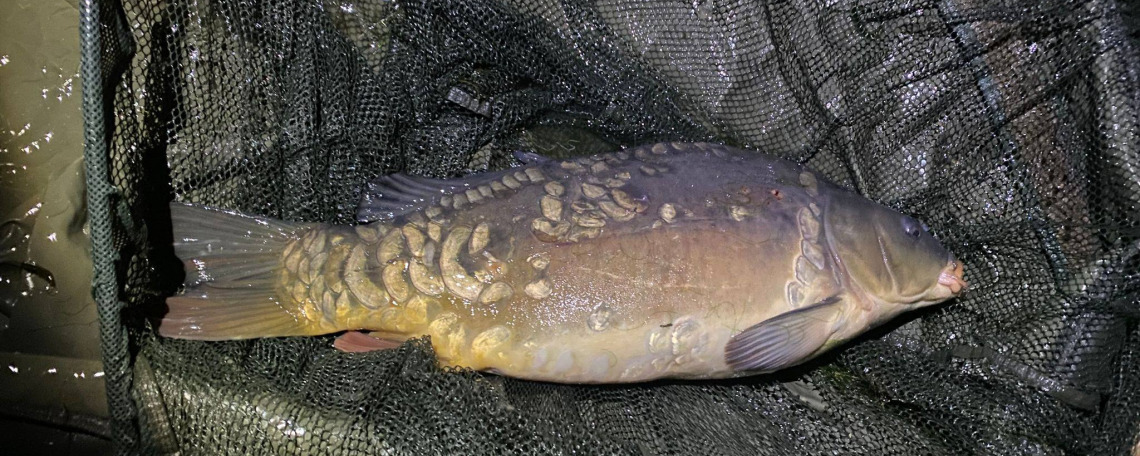 Fish photos photo 1 Souvenirs