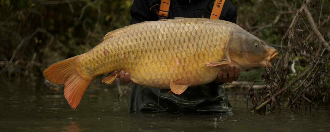 Fish photos photo 1 Lassicourt