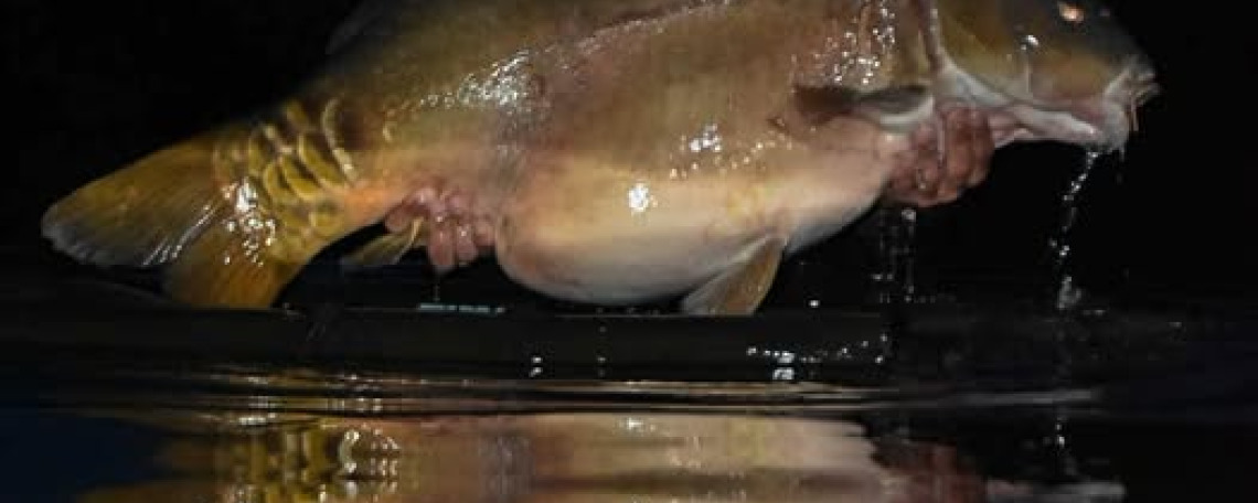 Fish photos photo 1 75585