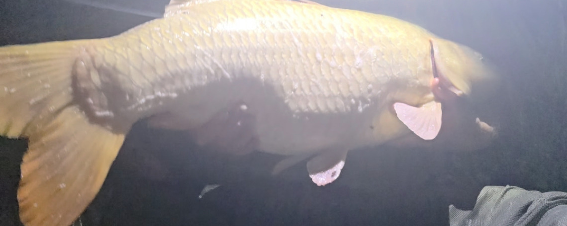 Fish photos photo 1 74538