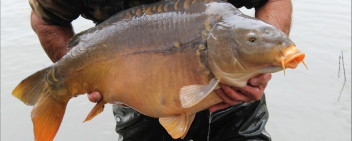 Fish photos photo 1 75520