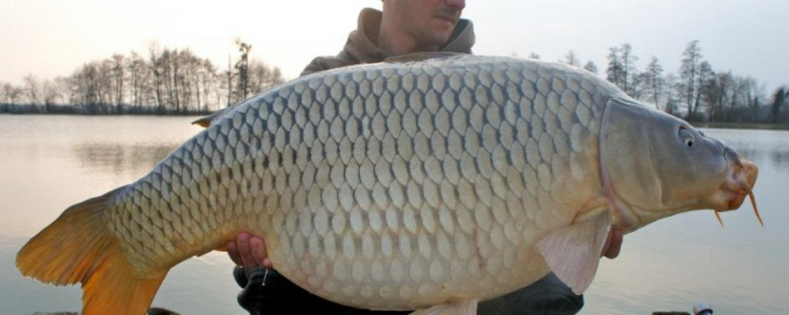 Fish photos photo 1 75604