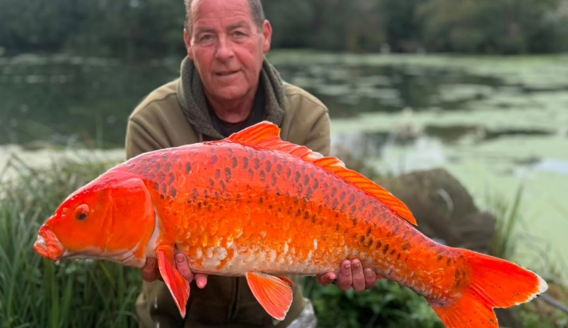Fish photos photo 1 Cerises