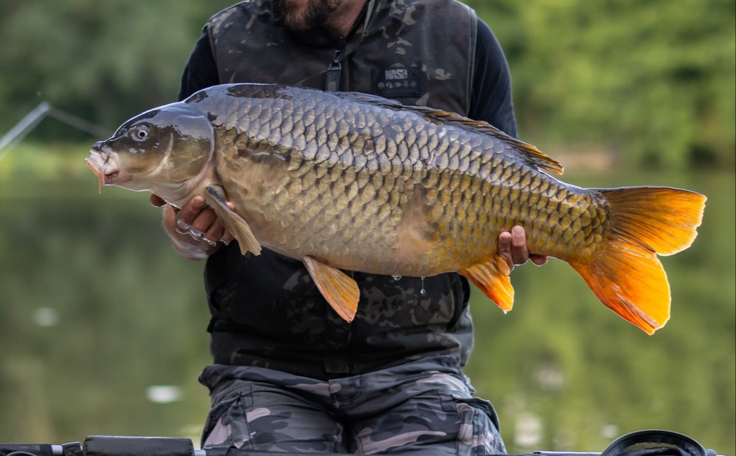 Fish photos photo 1 MDP Lake