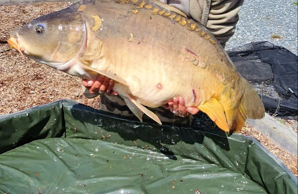 Fish photos photo 1 Carp House