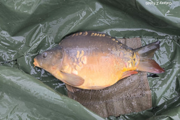 Additional Stock - 6