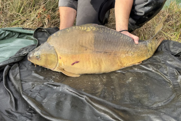 New Arrivals at Golden Carp Lake - 14