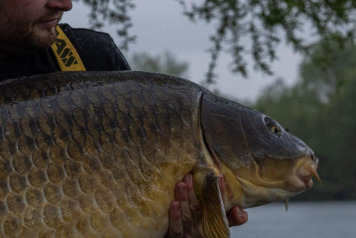 52lb Common - 2
