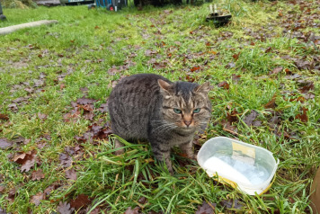 LATEST ON DAVE THE CAT :) - 2