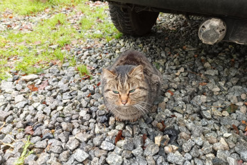 LATEST ON DAVE THE CAT :) - 3