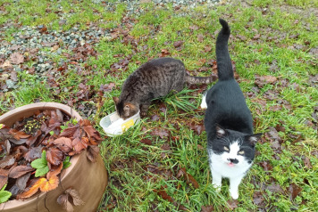 LATEST ON DAVE THE CAT :) - 4