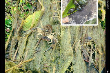 Some information & advice - 2