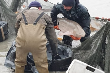 Annual Draining and Netting - 3